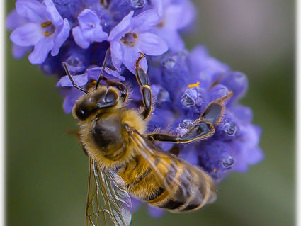 Rencontre avec un apiculteur pour les éco-délégué.es