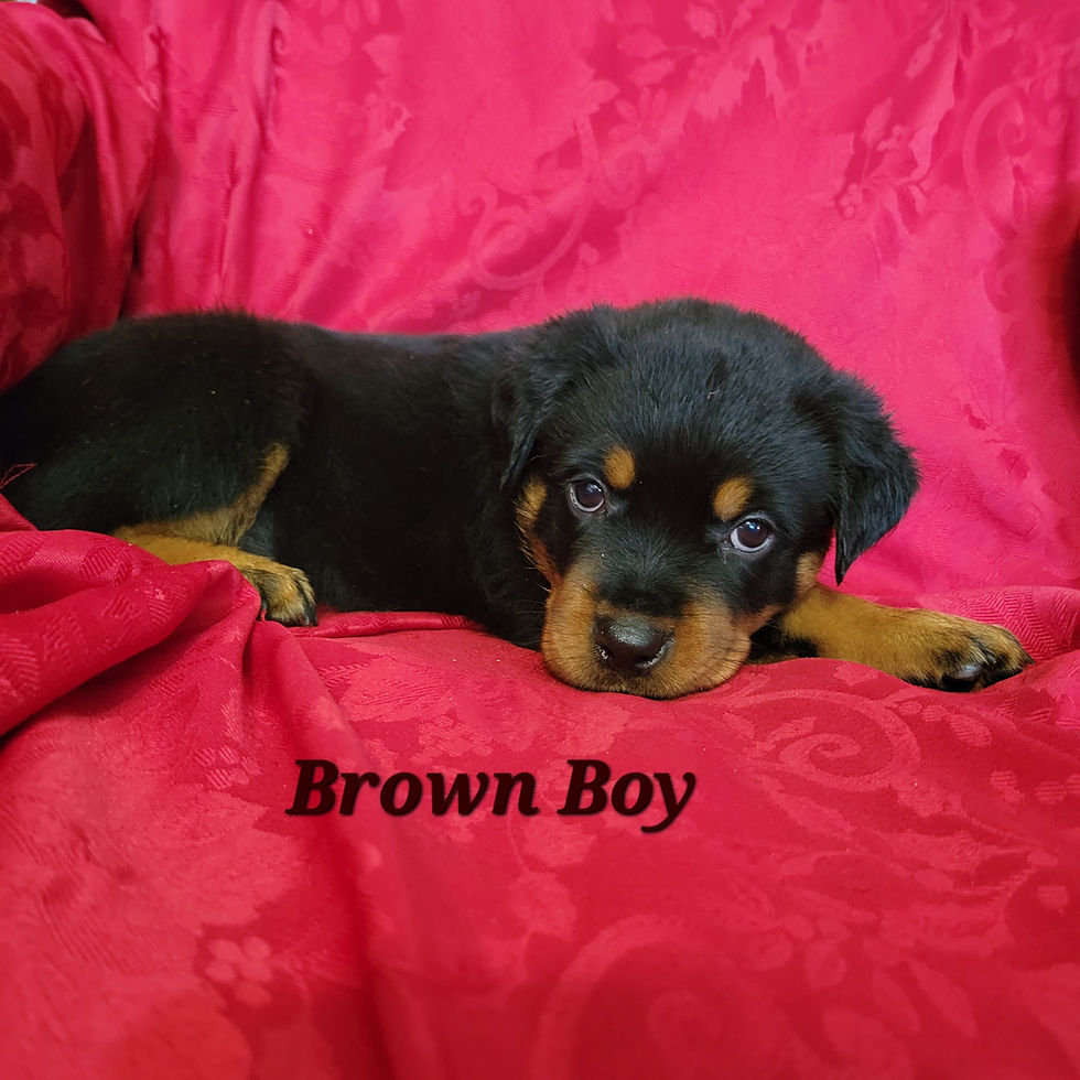 wtbrownb6