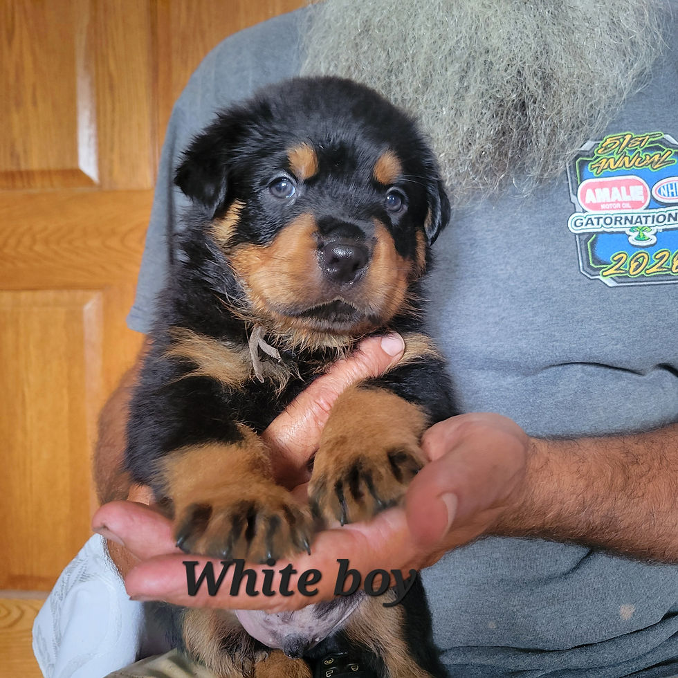 wtwhiteb4