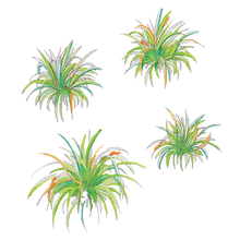 _60%tall sedge.png