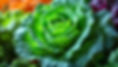 cabbage.jpg