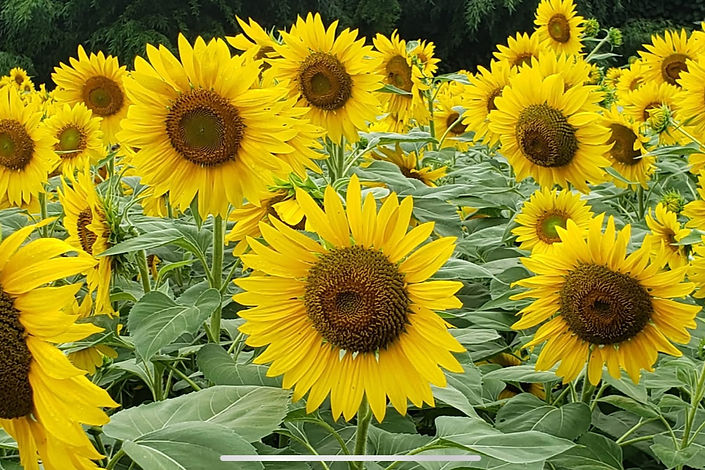 SUNFLOWER FARM 3_edited.jpg