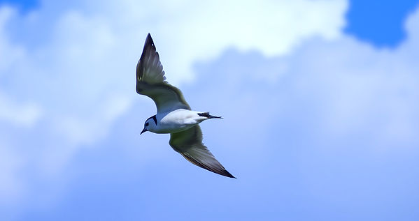wagtail.jpg