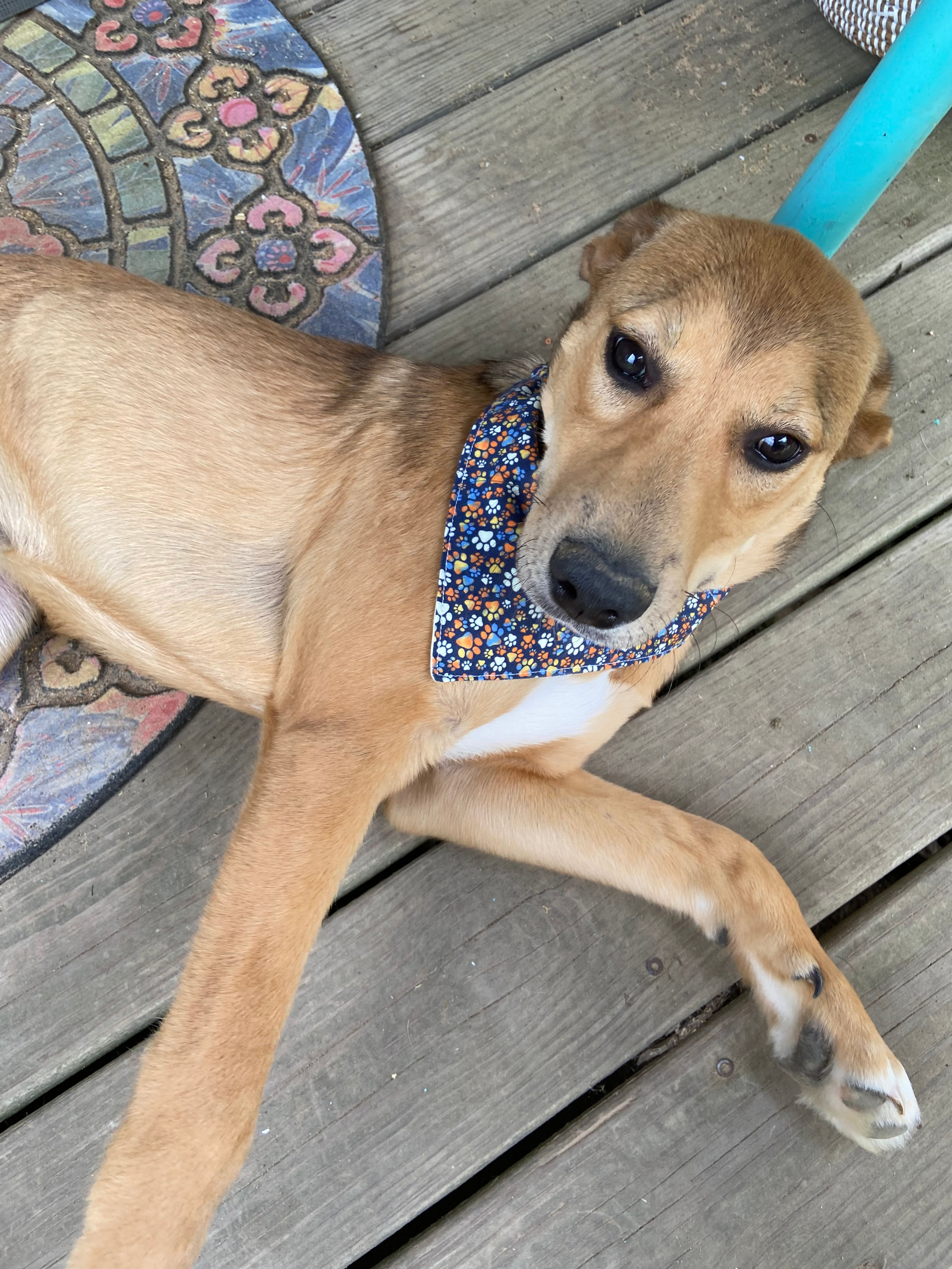 Tiny Paw Prints Small Dog Bandana featuring Sassy