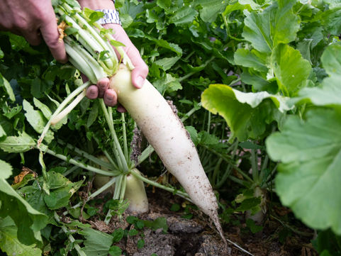 ＜大根収穫体験の開催について＞