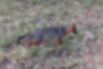 Island fox