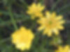 California Buttercup