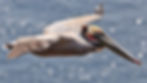 Brown Pelican