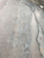 Fossil footprints with tail drag