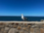 Western Sea Gull