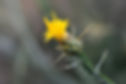 Yellow Star Thistle
