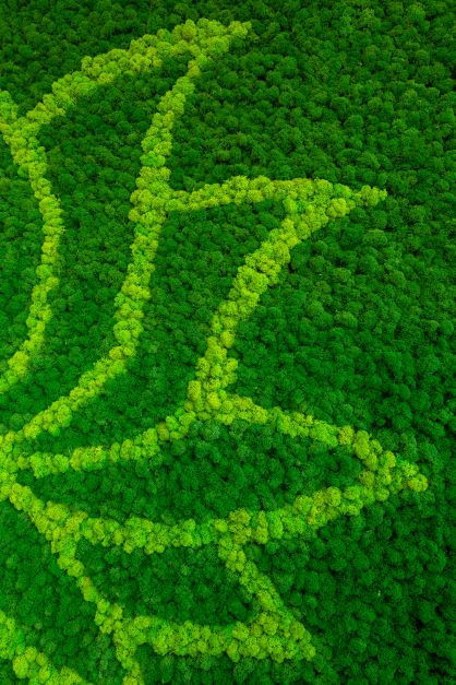 Miniaturbild: Moosbild Lotusblume