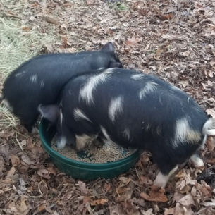 Pig Herders Squeal On Jesus