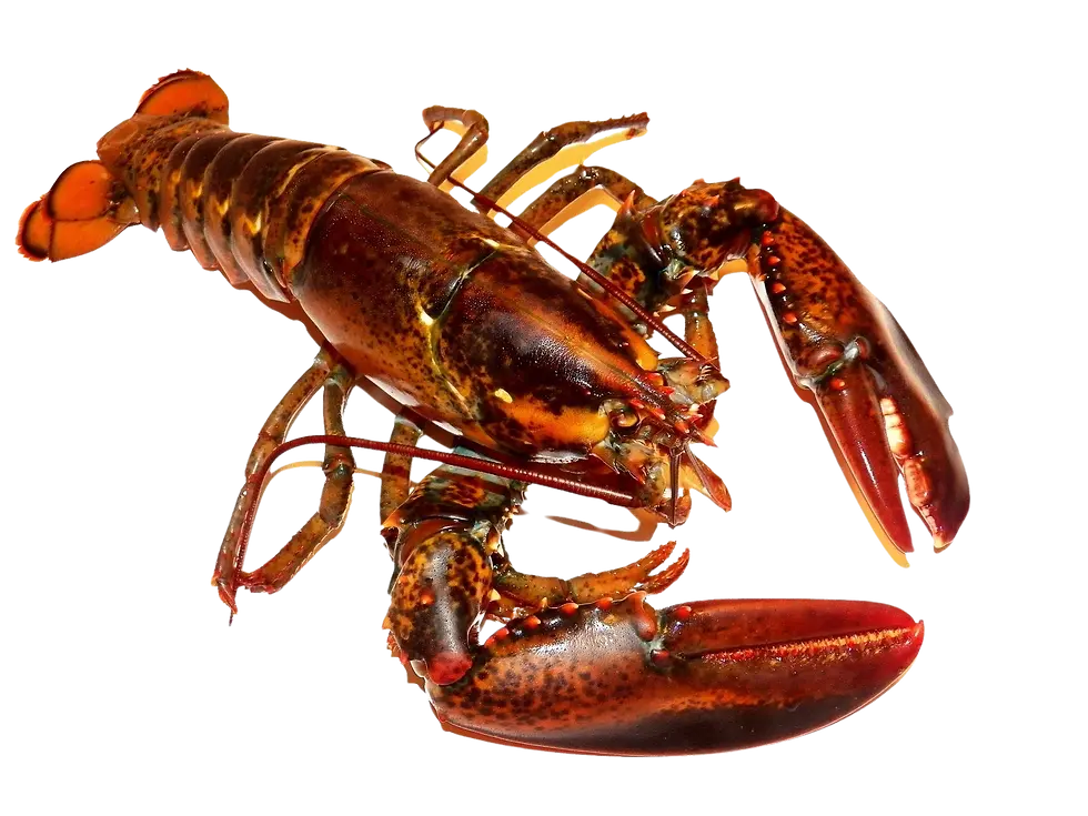 Fresh Lobster