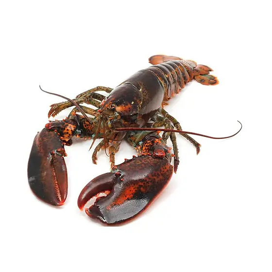 Fresh Lobster