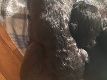Puppies_2.jpg