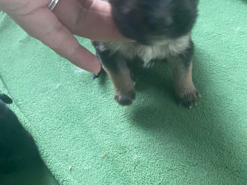 Puppies_3.jpg