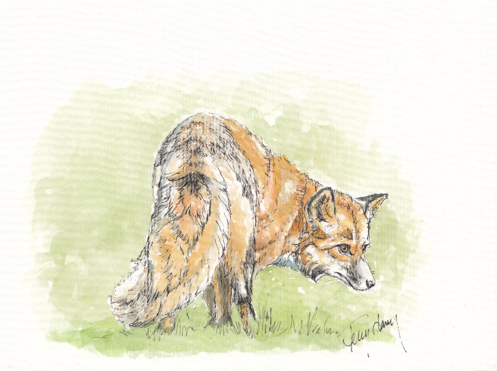 fox.JPEG