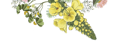 Illustrated Flowers