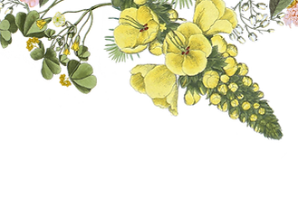 Flores ilustradas