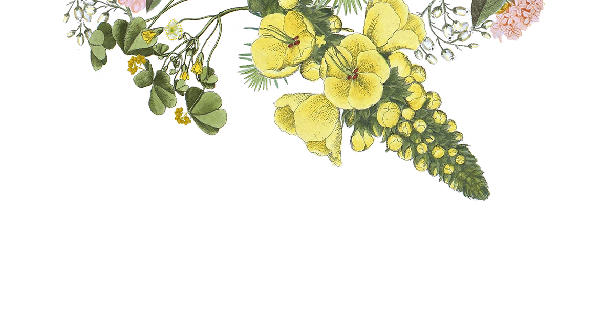 Illustrated Flowers