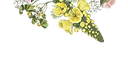 Flores ilustradas