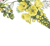 Yellow Floral Illustration