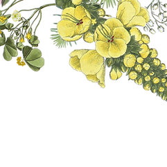 イラスト花