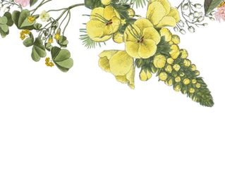 Creating balance in the Spring with Essential oils