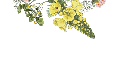 Illustrated Flowers