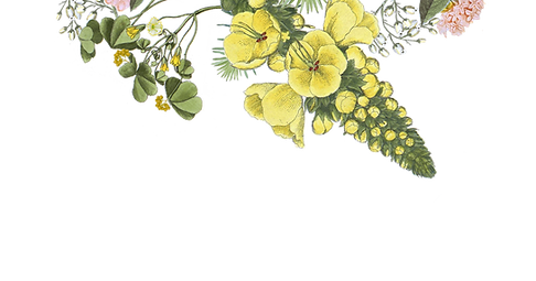Illustrated Flowers