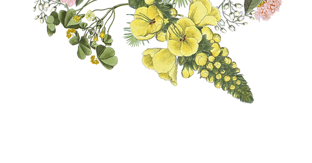 Illustrated Flowers