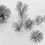 Miniatura: Winter trees 2