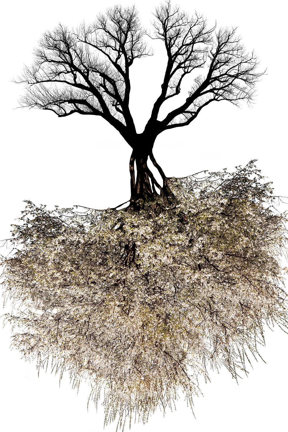 stefano lunardi_trees of life_springtree 0922