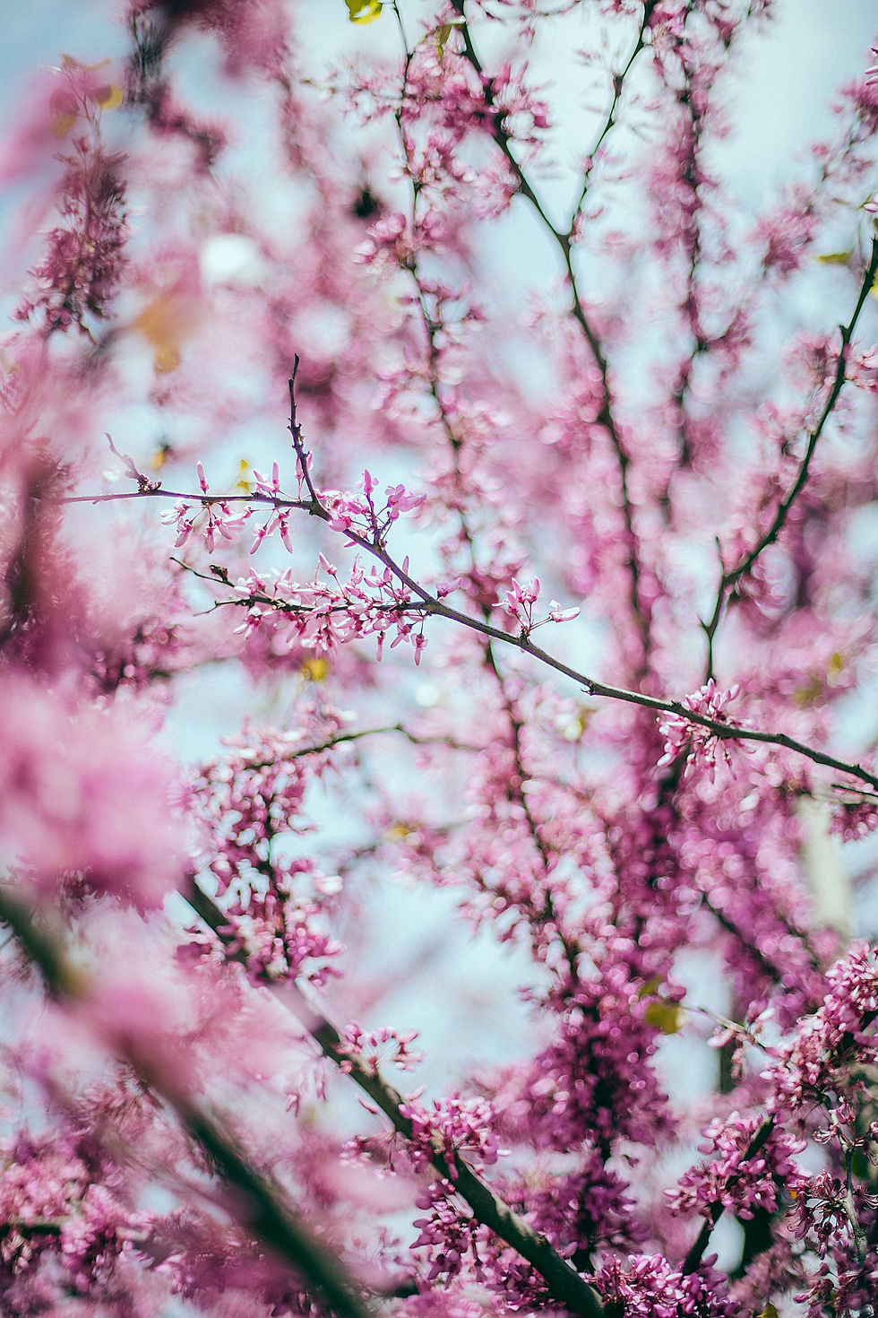 Shoshin Therapies - Japanese Cherry Flowers - Ikigai