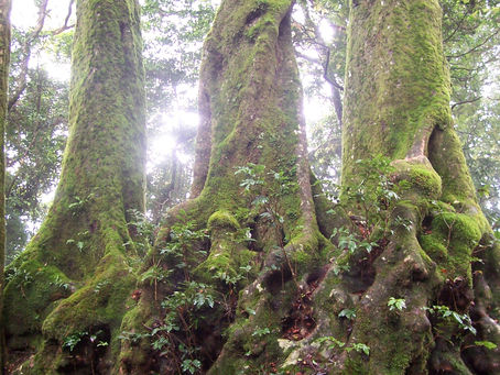 THE HEALING POWER OF NATURE THERAPY: GROUND YOURSELF AND RECONNECT WITH THE EARTH