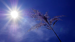Mise à jour du plan canicule de la CeA