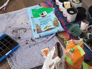 Seed starting setup on a wooden floor with soil bags, pots, and trays. A towel and slippers are visible. Gardening for beginners in progress.