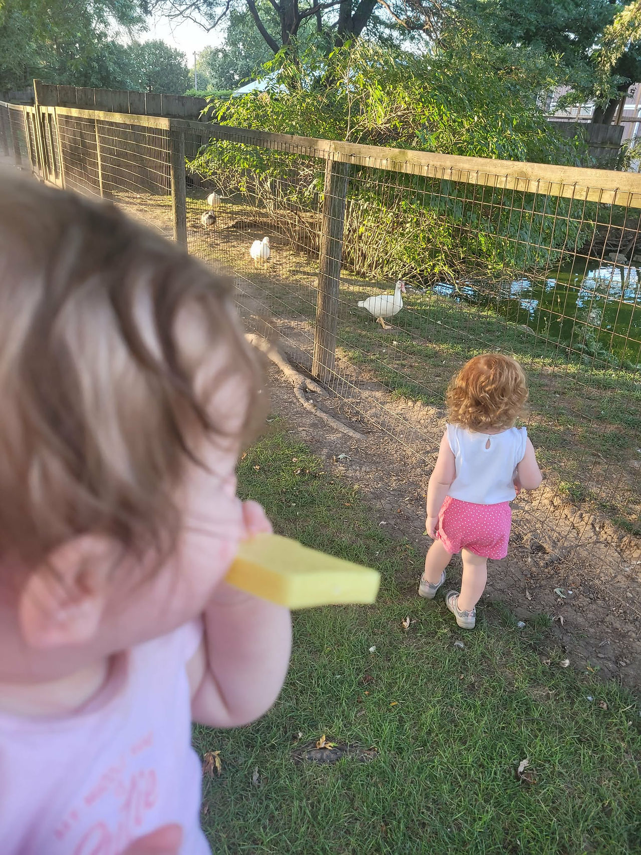 Two toddlers watch ducks in a zoo enclosure