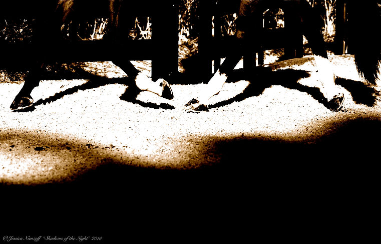 Thumbnail_Shadows_of_the_Night_Â©_Jessica_Nemzoff.jpeg