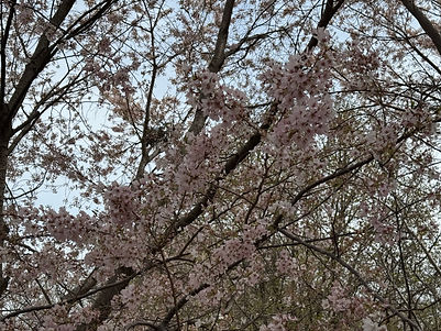 IMG_0046.jpeg