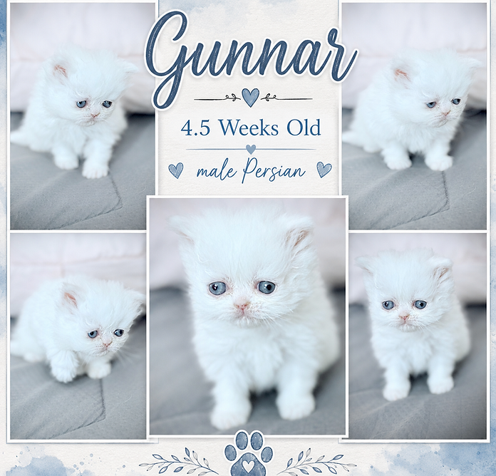Gunnar Collage.PNG