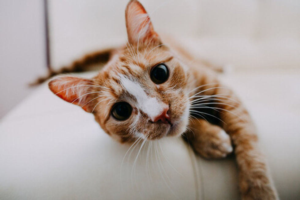 formas-de-respirar-de-los-gatos