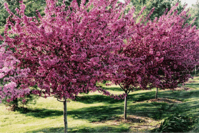 A row of Prairiefire Crabapples