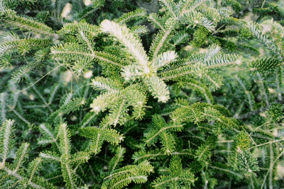 Fraser Fir Needles