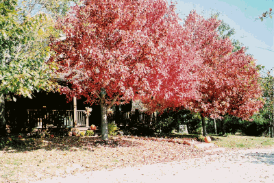 Nine-year old Red Sunset Maples