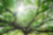 giant-monky-pod-tree-or-rain-tree-with-spread-the-2026-03-09-04-27-44-utc_v2.jpg