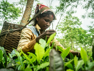 From Hyderabad to Your Cup: The Legacy of Paramount Tea Since 1978