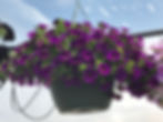 11" Hanging Basket