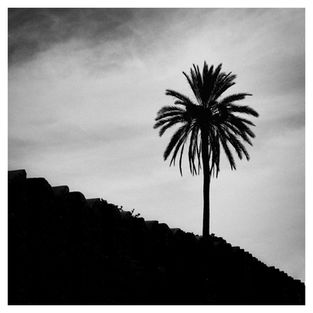 Light trying to prevail and illuminate the dark land.
Palm tree over the old city walls of Nafpaktos, Greece. 
Minimal, high contrast, black and white landscape digital image.

© 2020 George Vlachos